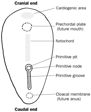 cloacal membrane